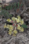 Bearded milkvetch